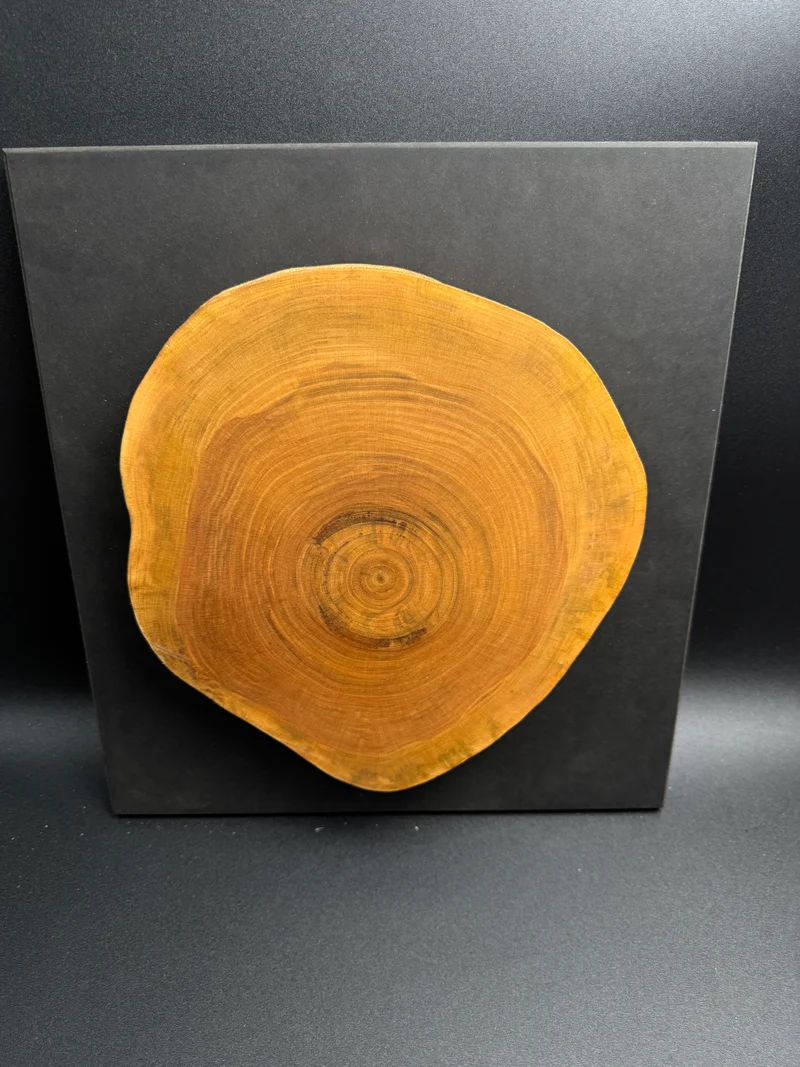 Wandbild einer Baumscheibe 156