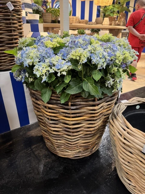 Pflanzen-Übertopf auf Rädern Rattan, Blumen-Übertopf Rattan, Durchmesser 55 cm